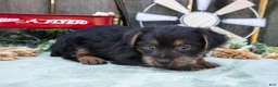 Yorkshire Terrier dogs for sale: Colt - Ad 4