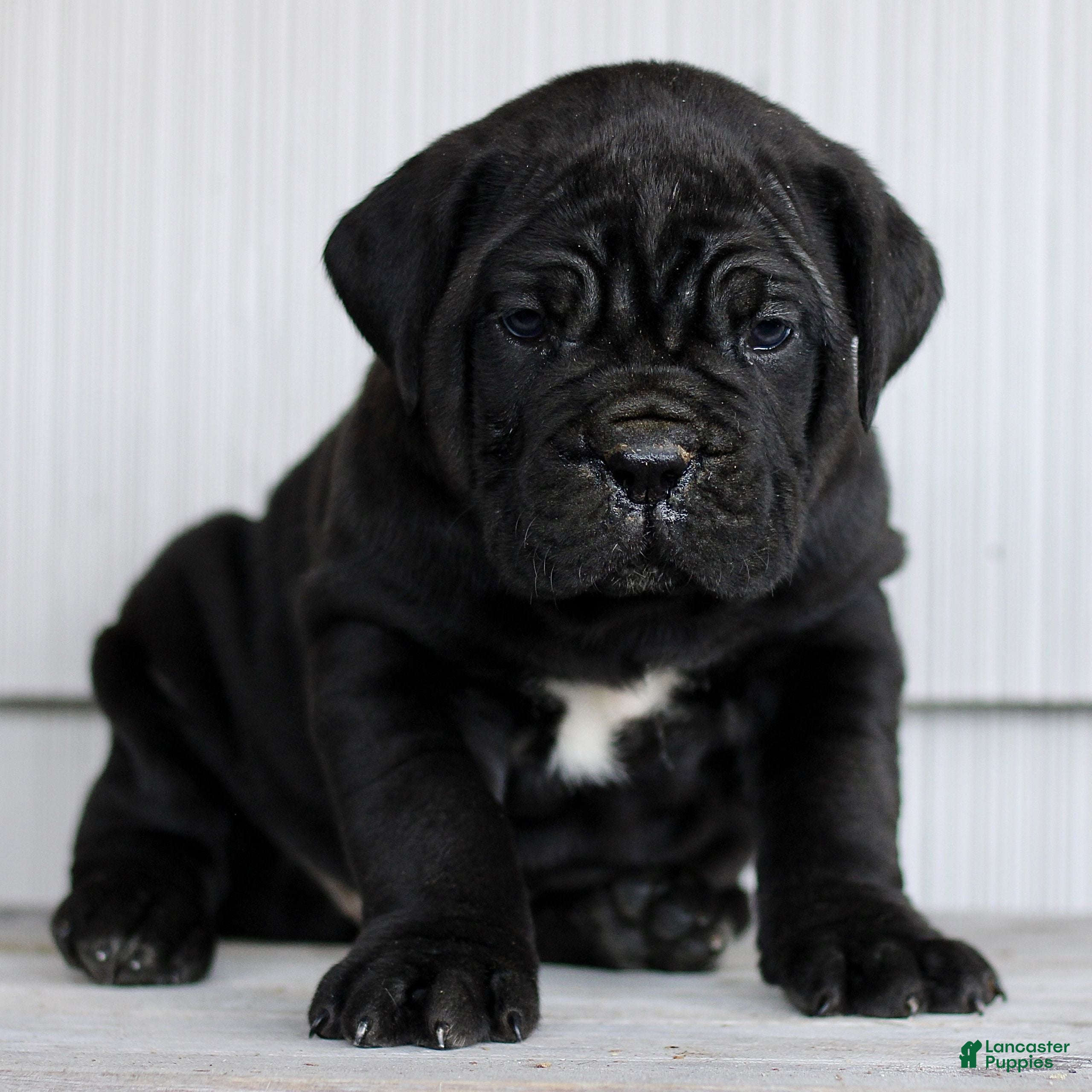 Cane Corso dogs Novak  - Ad 1