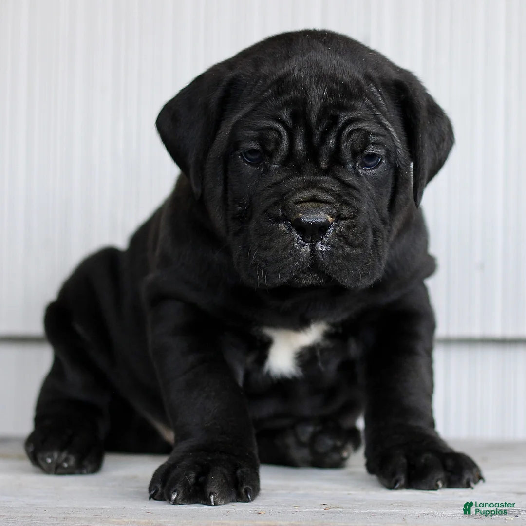 Cane Corso dogs for sale: Novak  - Ad 1