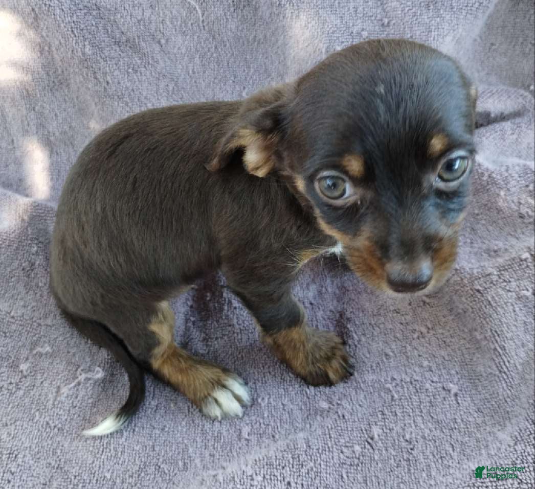 Mixed Breed dogs Girl  - Ad 2