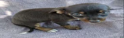 Mixed Breed dogs for sale: Girl  - Ad 2