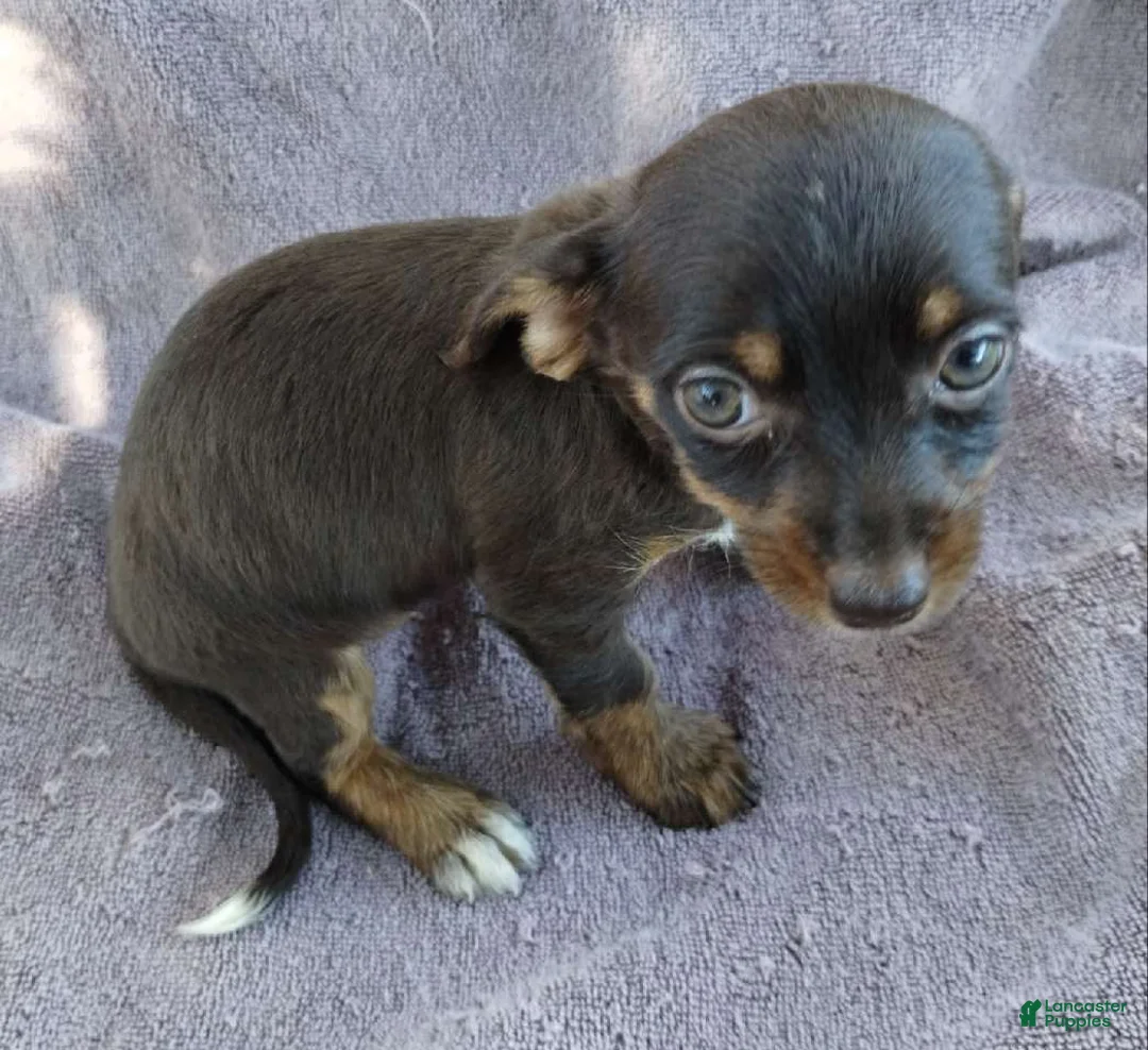 Mixed Breed dogs for sale: Girl  - Ad 2