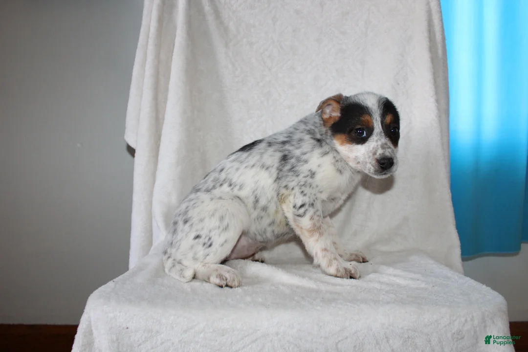 Australian Cattle Dog dogs for sale: Ronda - Ad 5