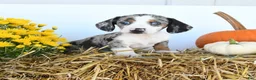 Miniature Dachshund dogs for sale: Willow - Ad 1