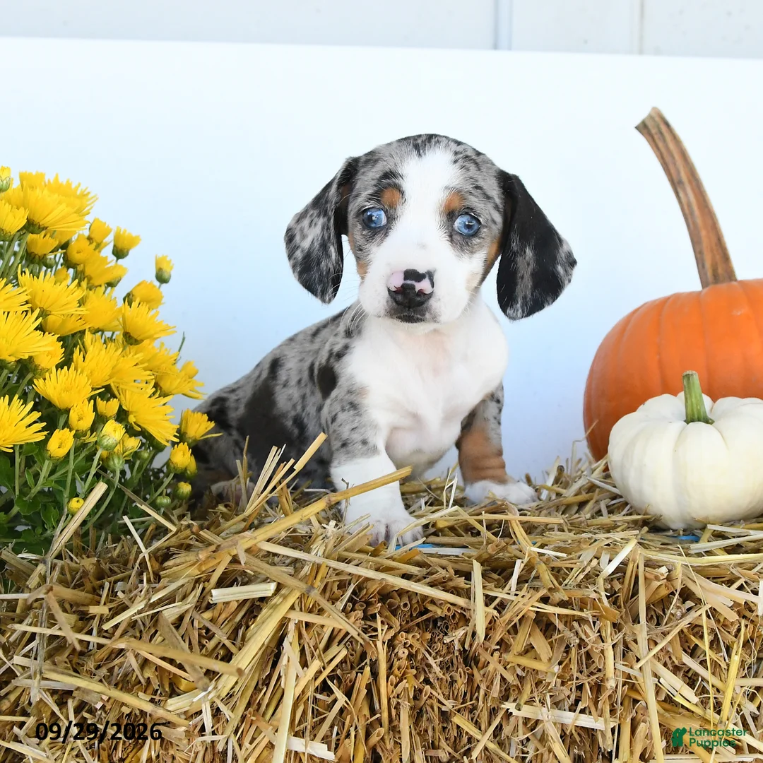 Miniature Dachshund dogs for sale: Willow - Ad 1