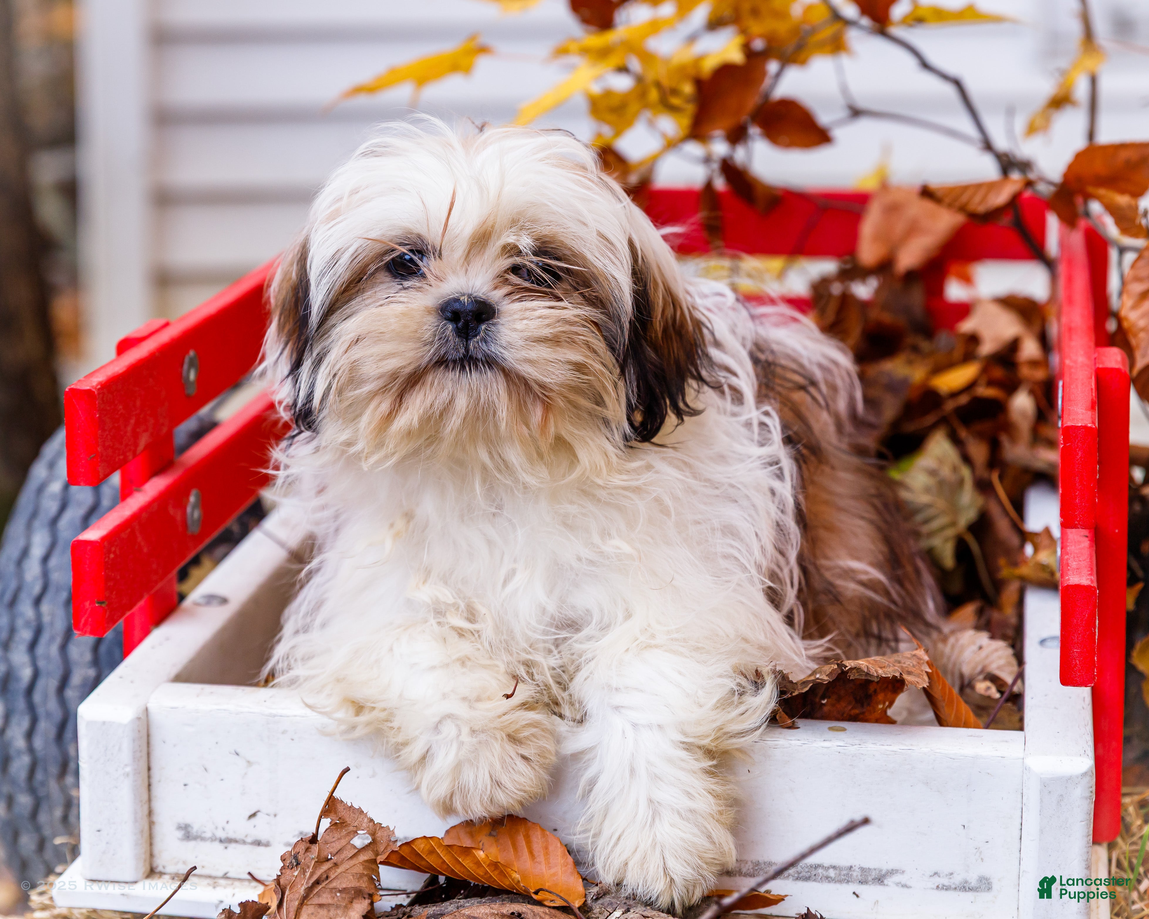 Shih Tzu dogs Keturah - Ad 35