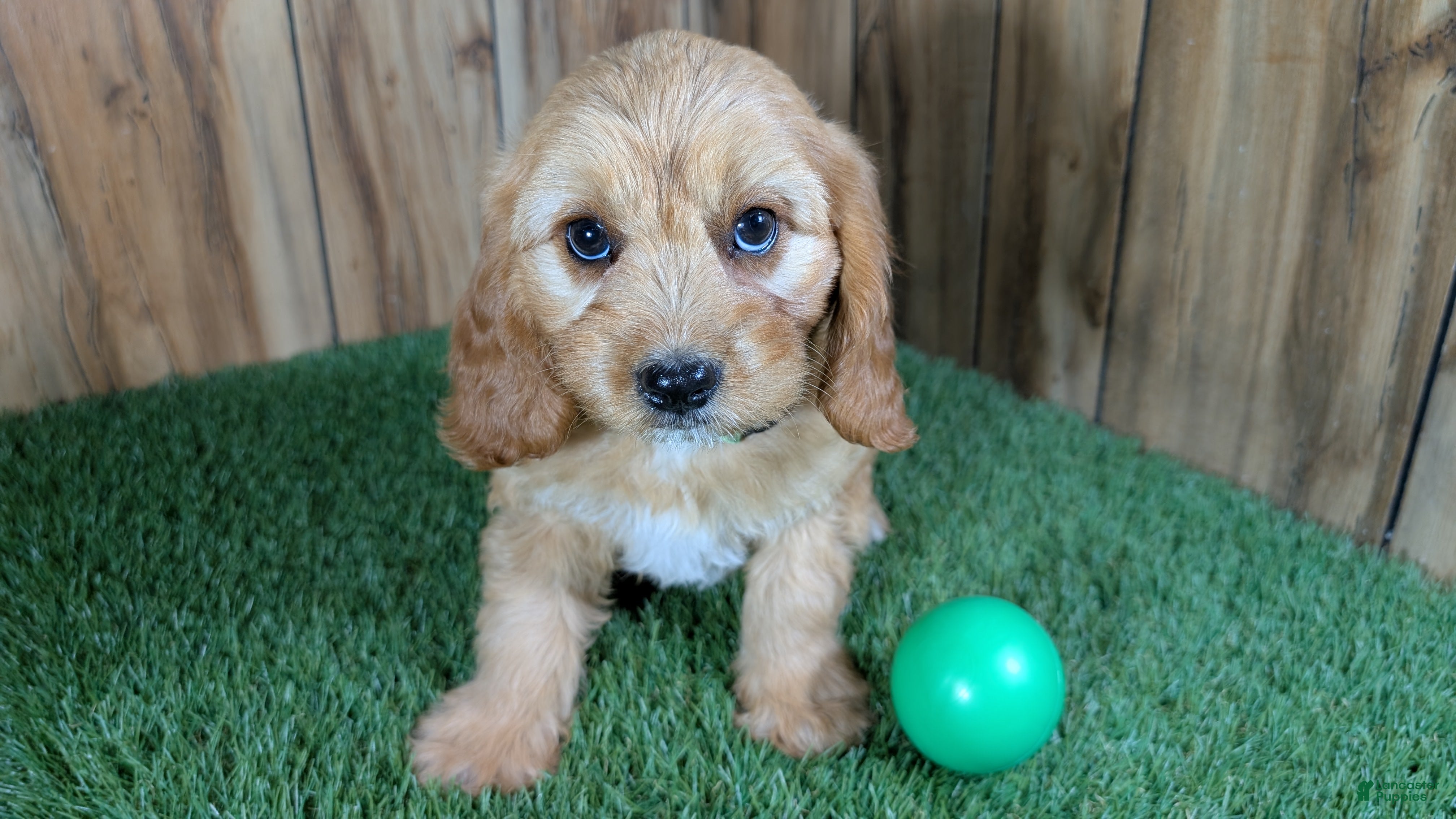 Cavapoo dogs Jazzy Boy 2 - Ad 1