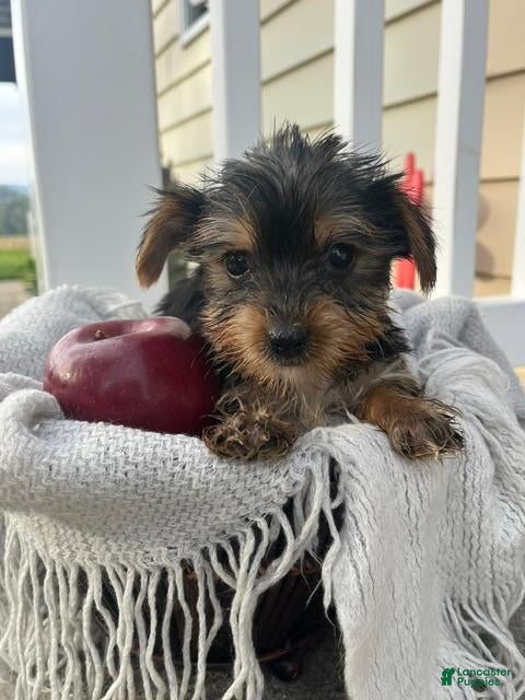Yorkshire Terrier dogs for sale: Mason - Ad 1