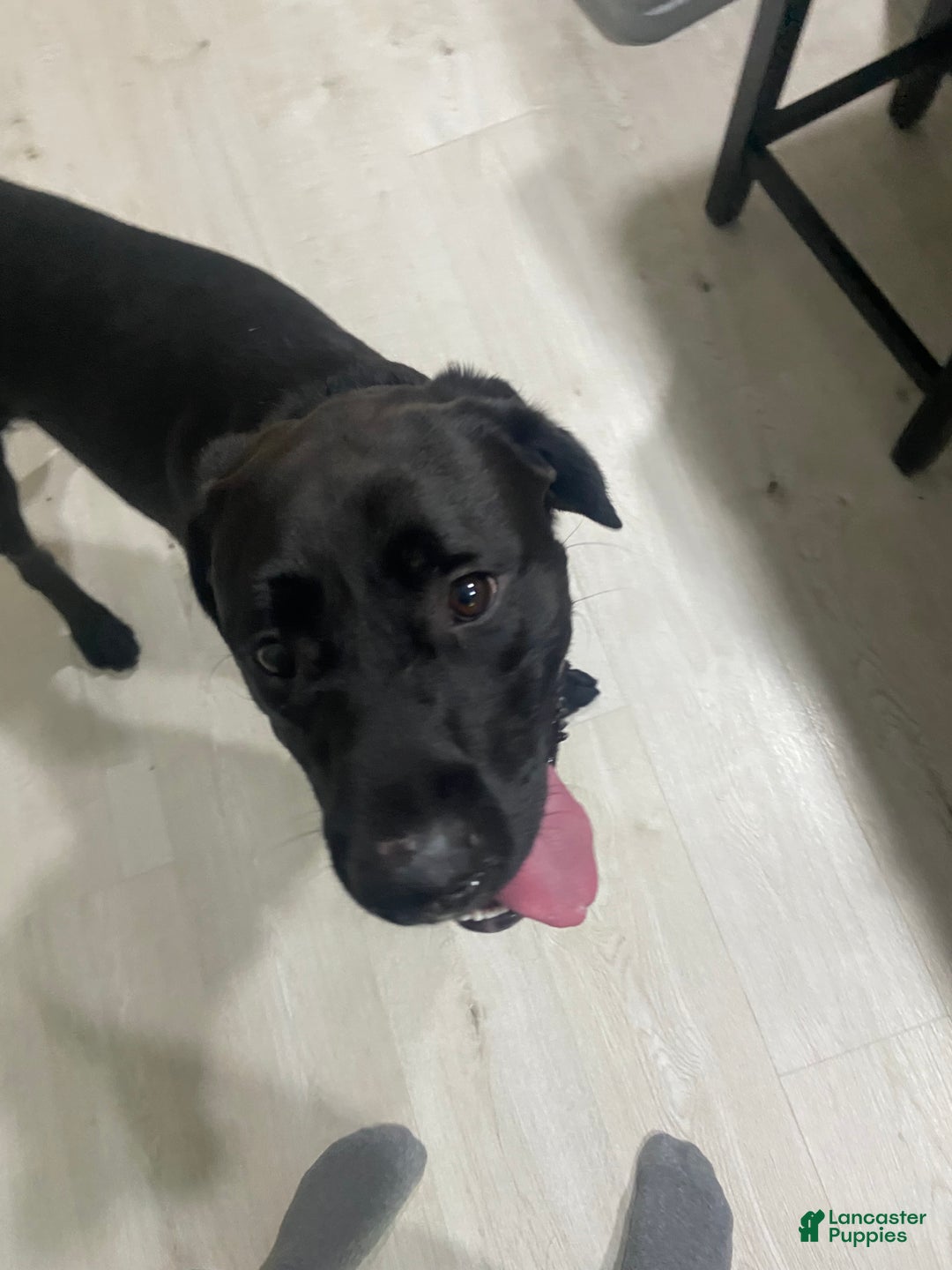 Mixed Breed dogs for sale: Mixed Breed Puppy 1 - Ad 5