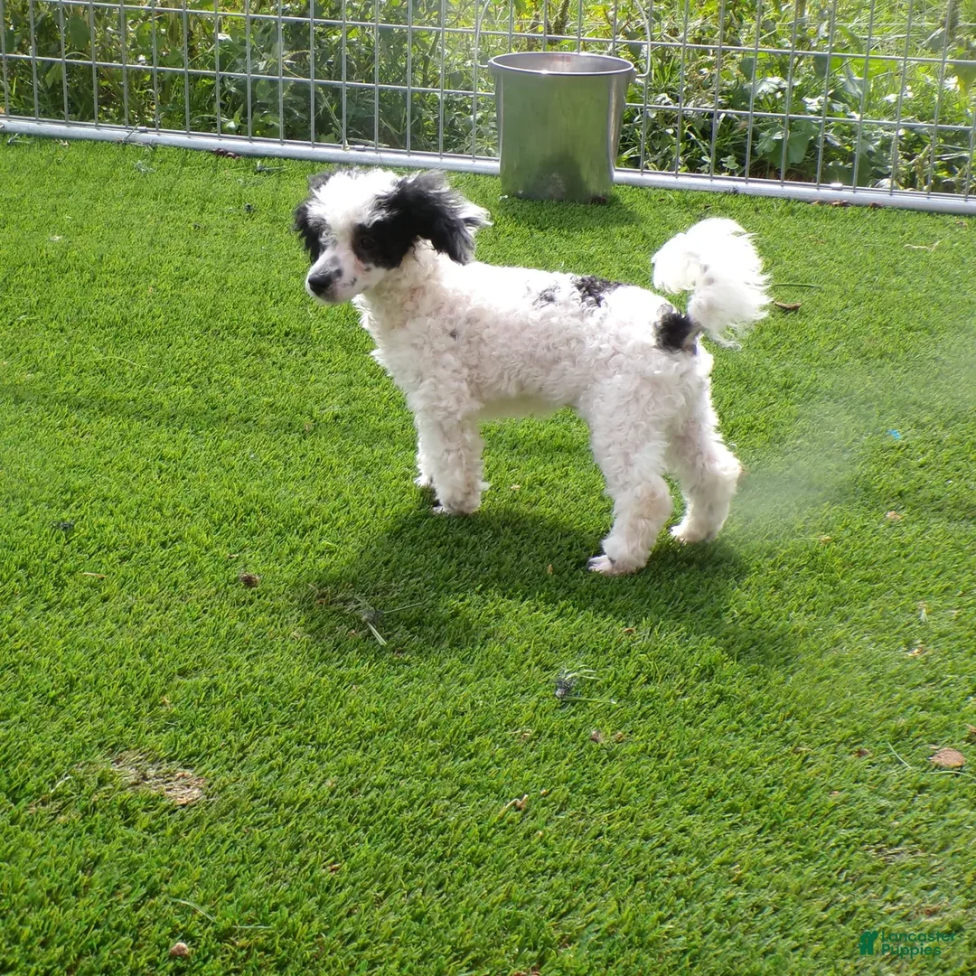 Standard Poodle dogs for sale: Elvis - Ad 8