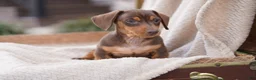 Miniature Dachshund dogs for sale: Miniature Dachshund Puppy 1 - Ad 4