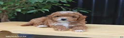 Miniature Poodle dogs for sale: Lila  - Ad 3