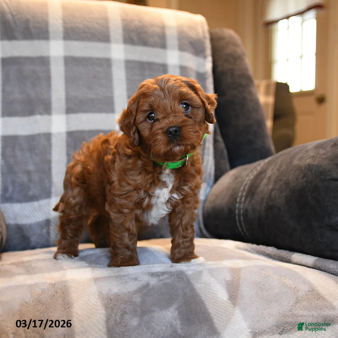 Cavapoo dogs for sale: Paddington - Ad 5