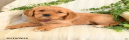 Miniature Golden Retriever dogs for sale: Mimmy - Ad 3