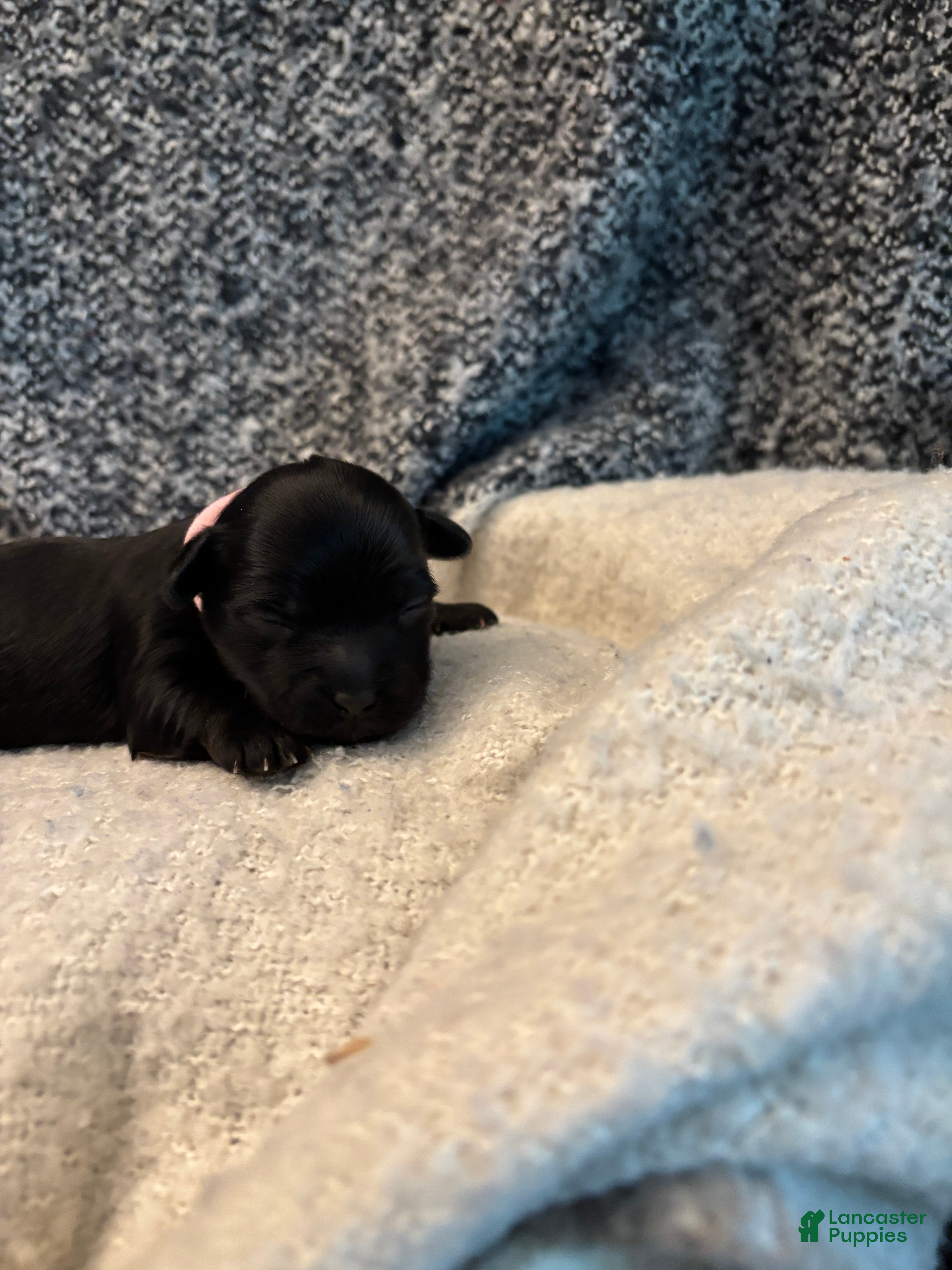 Yorkiepoo dogs Stella - Ad 2