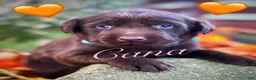 Labrador Retriever dogs for sale: Labrador Retriever 1 - Ad 1