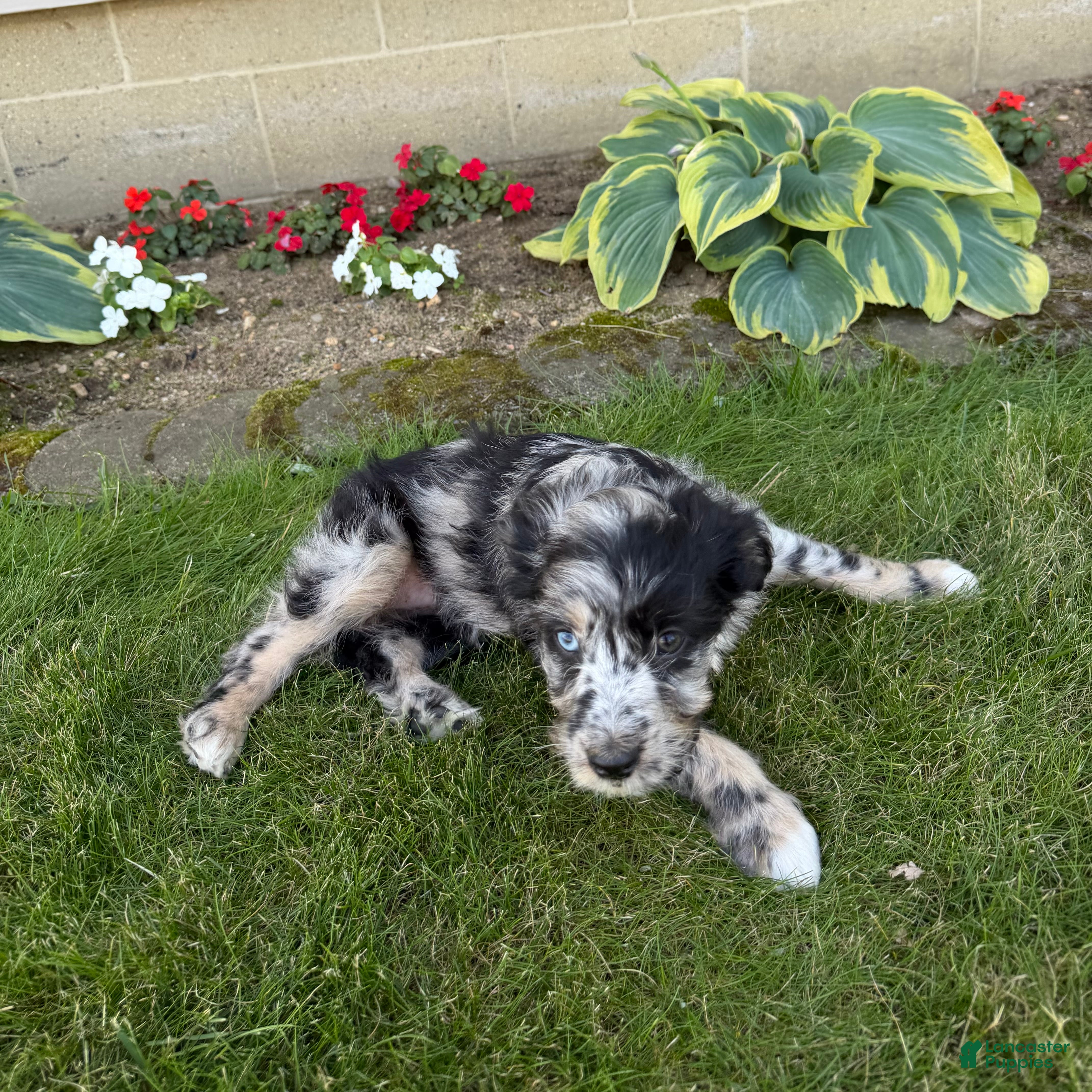 Aussiedoodle dogs Snickers - Ad 2