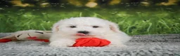 Bichon Frise dogs for sale: Oscar - Ad 6