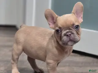 French Bulldog dogs 💛🍯Blondie🍯💛 - Ad 32