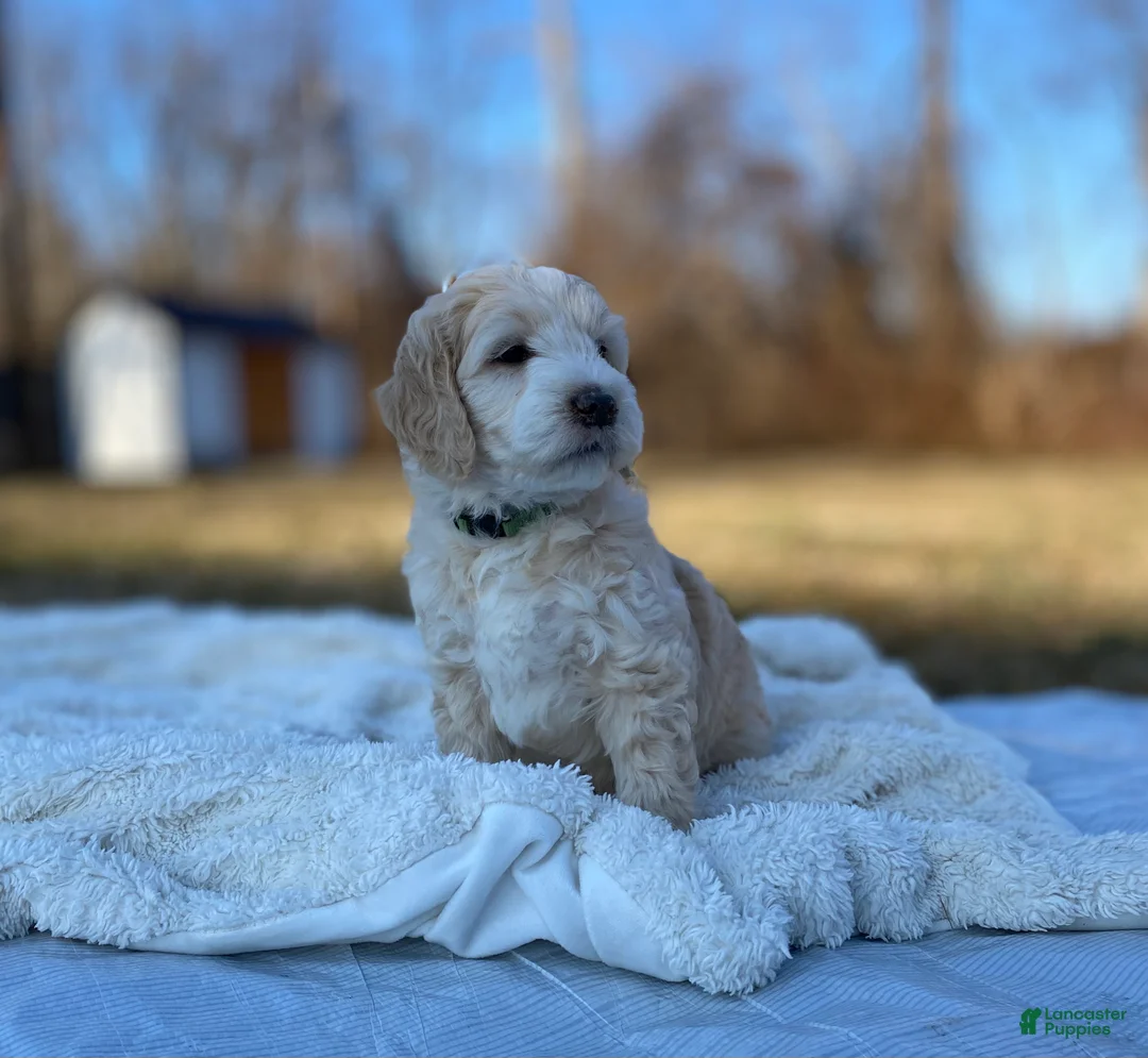 Mini Goldendoodle dogs for sale: Teddy  - Ad 3