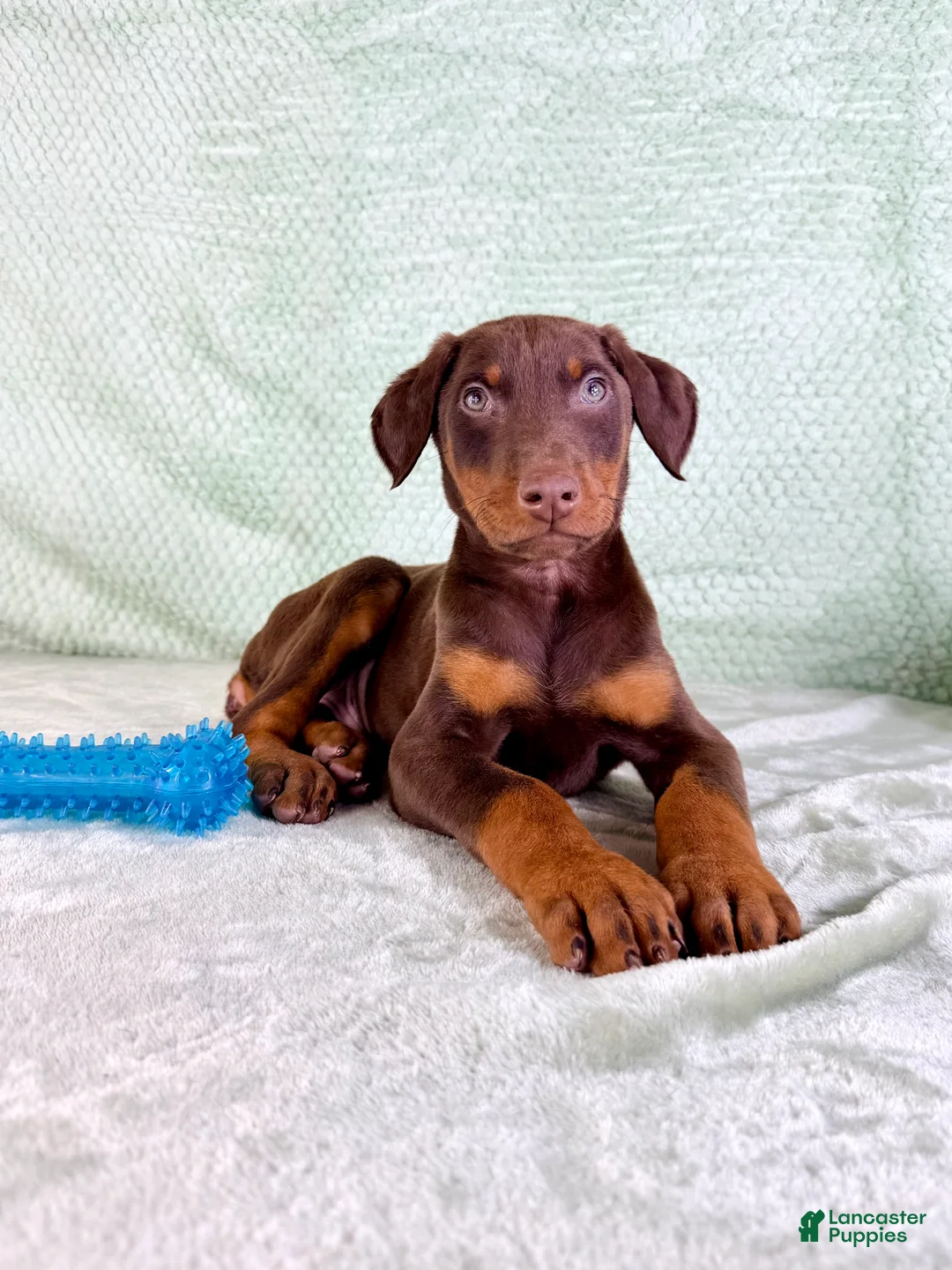 Doberman Pinscher dogs for sale: AKC Anubis - Ad 2