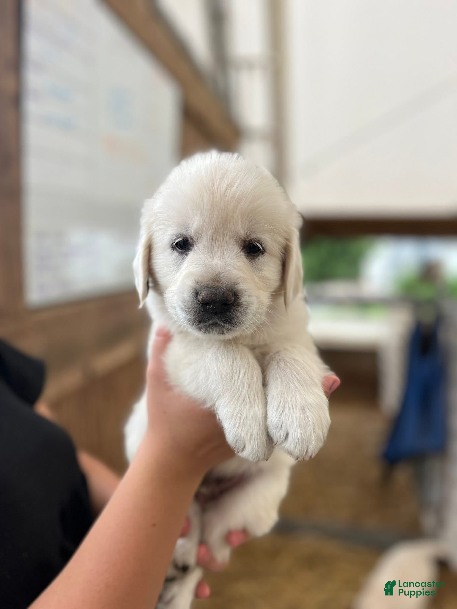 Golden Retriever dogs for sale: Golden Retriever Puppy 2, black collar - Ad 4