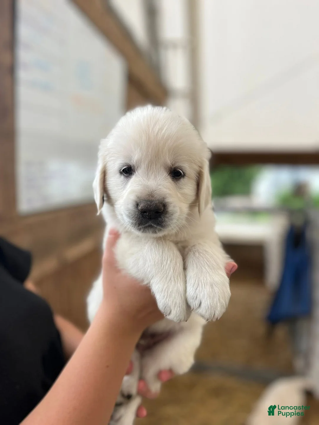 Golden Retriever dogs for sale: Golden Retriever Puppy 2, black collar - Ad 1