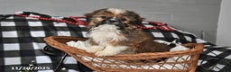 Shih Tzu dogs for sale: Denver - Ad 3