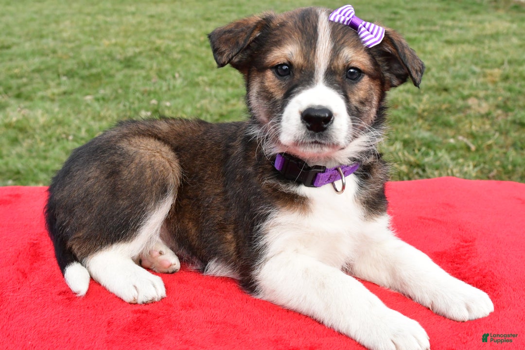 Mixed Breed dogs for sale: Maple - Ad 1