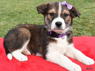 Mixed Breed dogs Maple - Ad 19