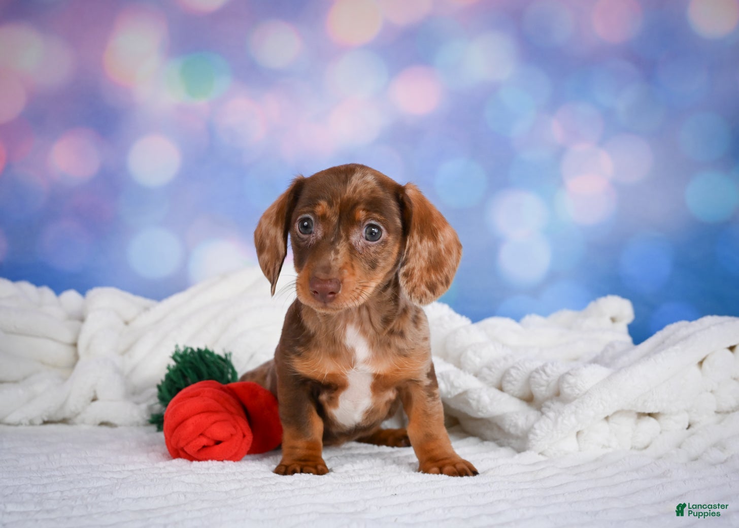 Miniature Dachshund dogs Molly - Ad 2