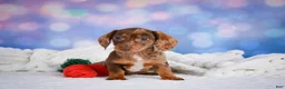 Miniature Dachshund dogs for sale: Molly - Ad 2