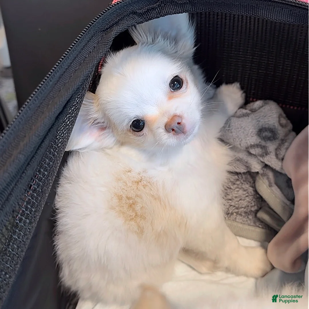 Chihuahua dogs for sale: Fancy - Female White and Cream Long Haired Chihuahua Puppy - Ad 1