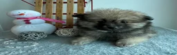 Pomeranian dogs for sale: Sammy - Ad 5