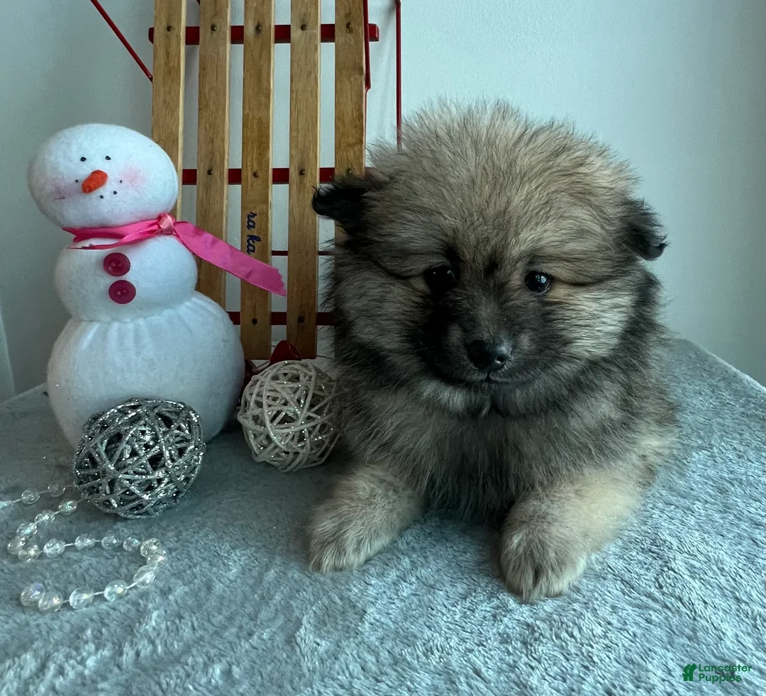 Pomeranian dogs for sale: Sammy - Ad 5