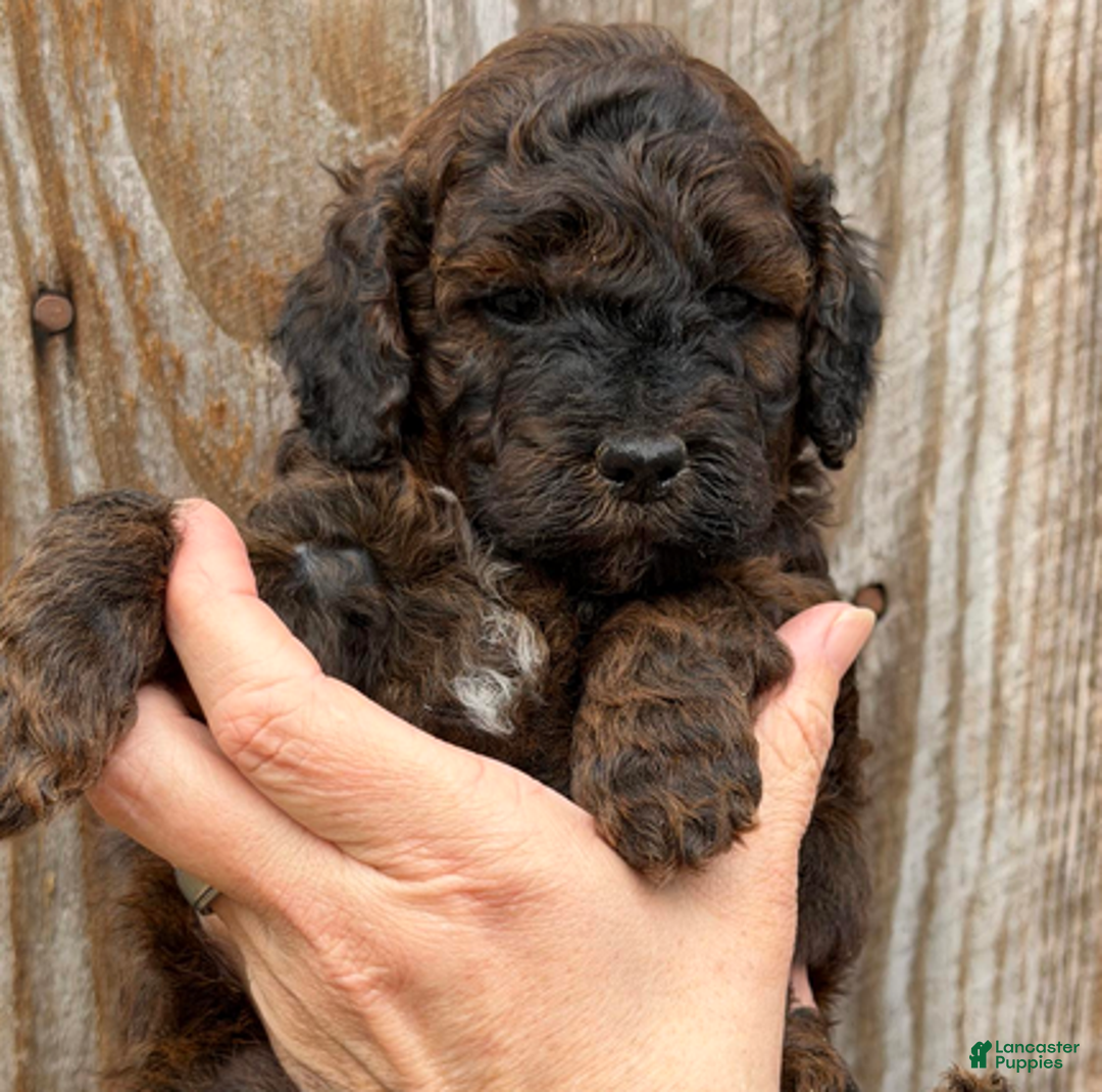 Goldendoodle dogs for sale: Black Collar Boy - Ad 2