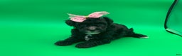 Toy Poodle dogs for sale: becky - Ad 9