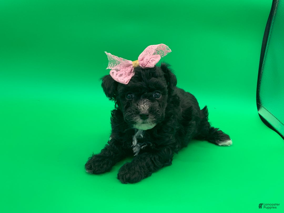 Toy Poodle dogs for sale: becky - Ad 9