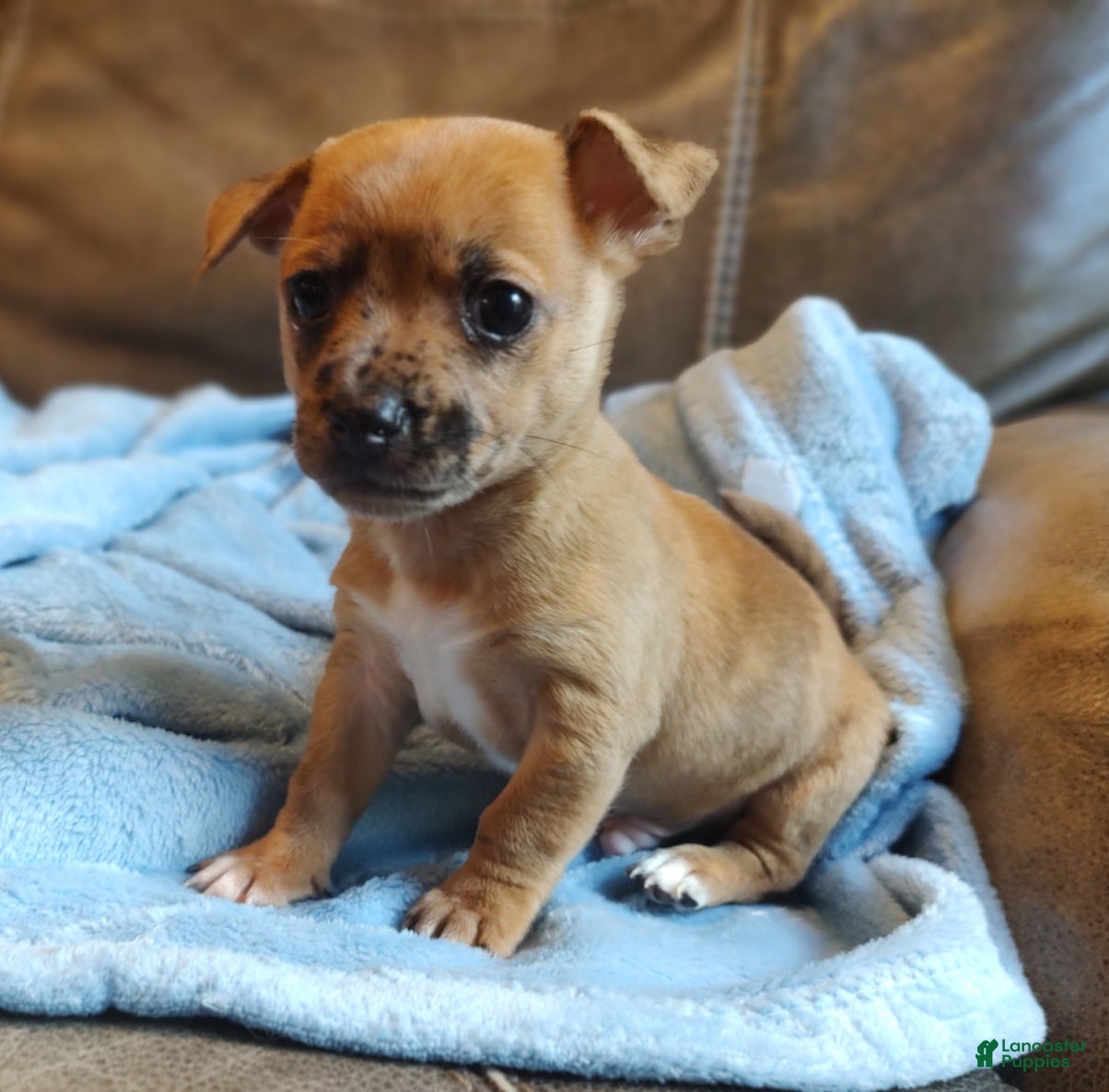 Mixed Breed dogs Romeo Merle - Ad 1