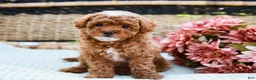 Toy Poodle dogs for sale: Bubbles - Ad 7