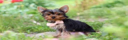Yorkshire Terrier dogs for sale: Connor - Ad 3