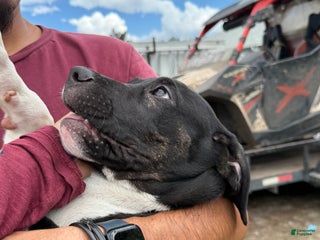 American Pit Bull Terrier dogs - Ad 9