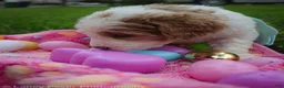 Goldendoodle dogs for sale: Miss Hot Pink - Ad 5