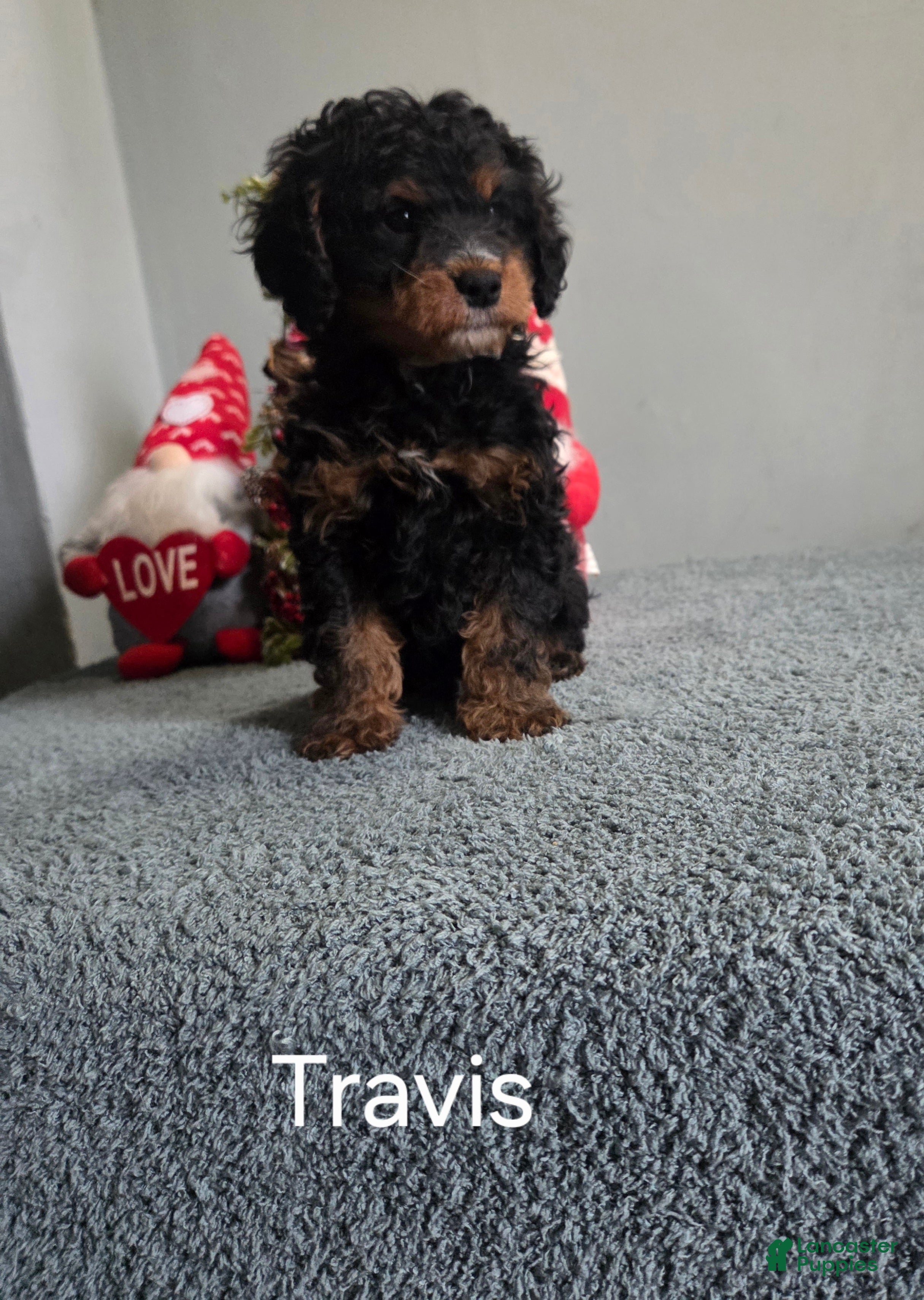 Cavapoo dogs Travis - Ad 1