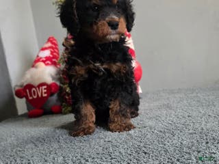 Cavapoo dogs Travis - Ad 16