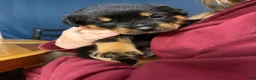 Rottweiler dogs for sale: Rottweiler Puppy 7 - Ad 2