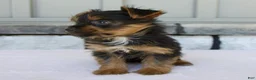 Yorkshire Terrier dogs for sale: Lily - Ad 4