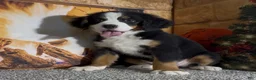 Bernese Mountain Dog dogs for sale: Haddasah  - Ad 1