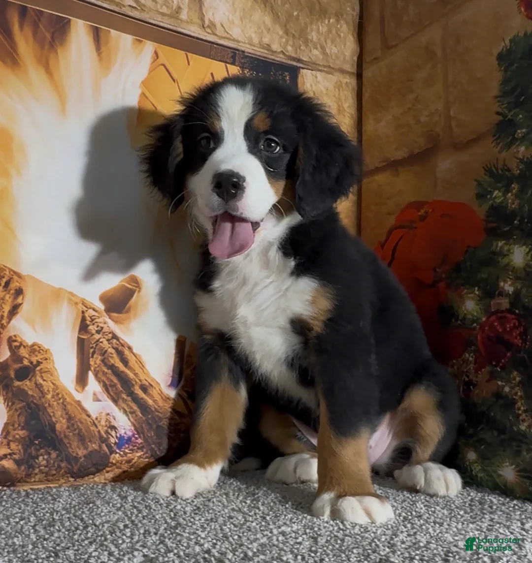 Bernese Mountain Dog dogs for sale: Haddasah  - Ad 1
