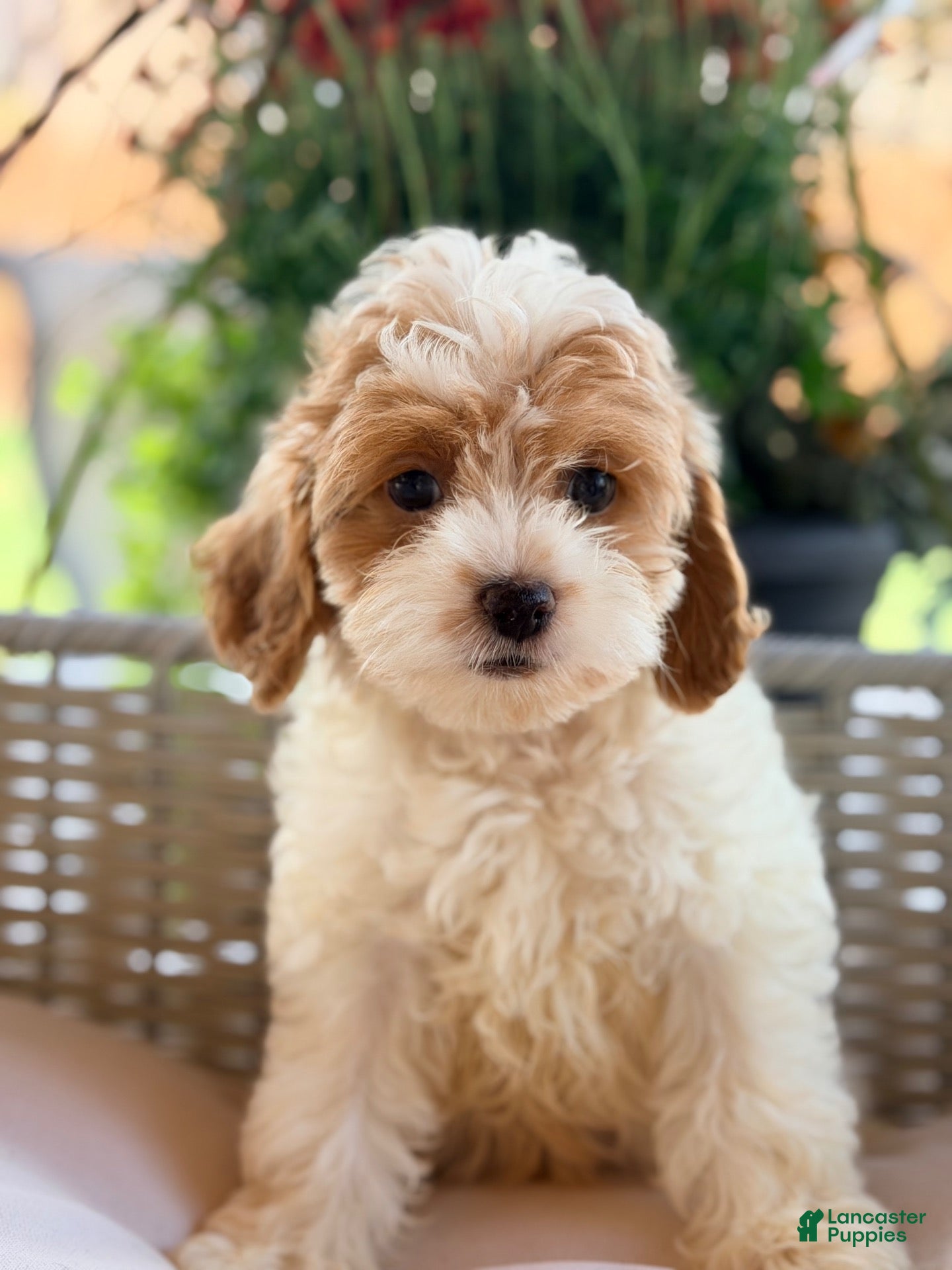Cavapoo dogs Cavapoo 2 - Ad 36
